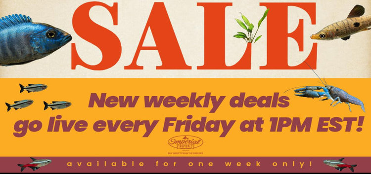 Weekly Sales - Imperial Tropicals