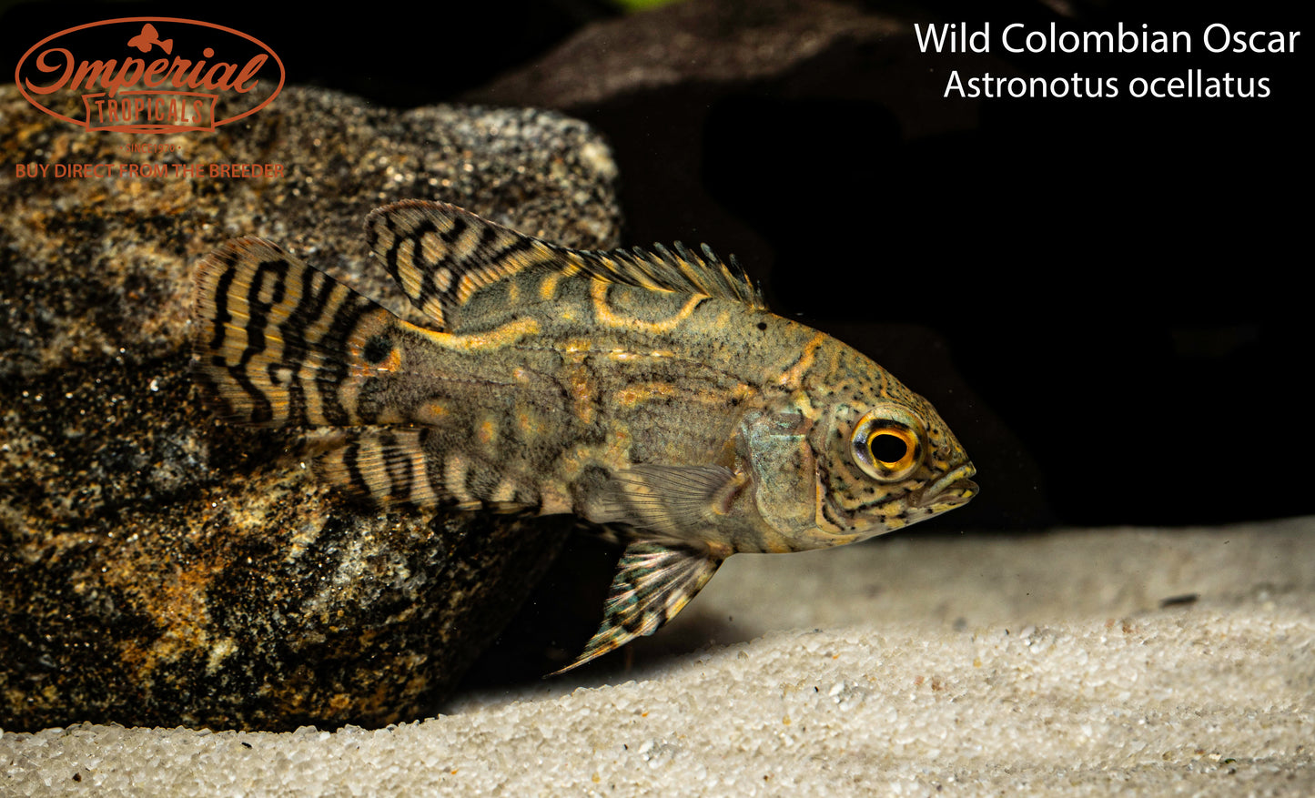 Wild Colombian Oscar