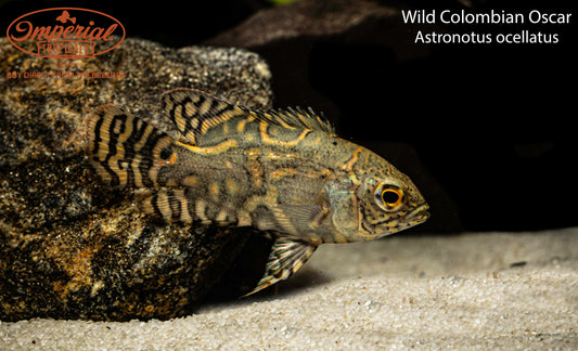 Wild Colombian Oscar