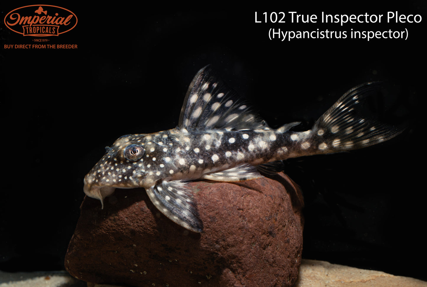 L102 True Inspector Pleco