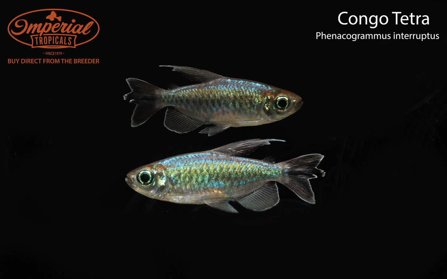 Congo Tetra