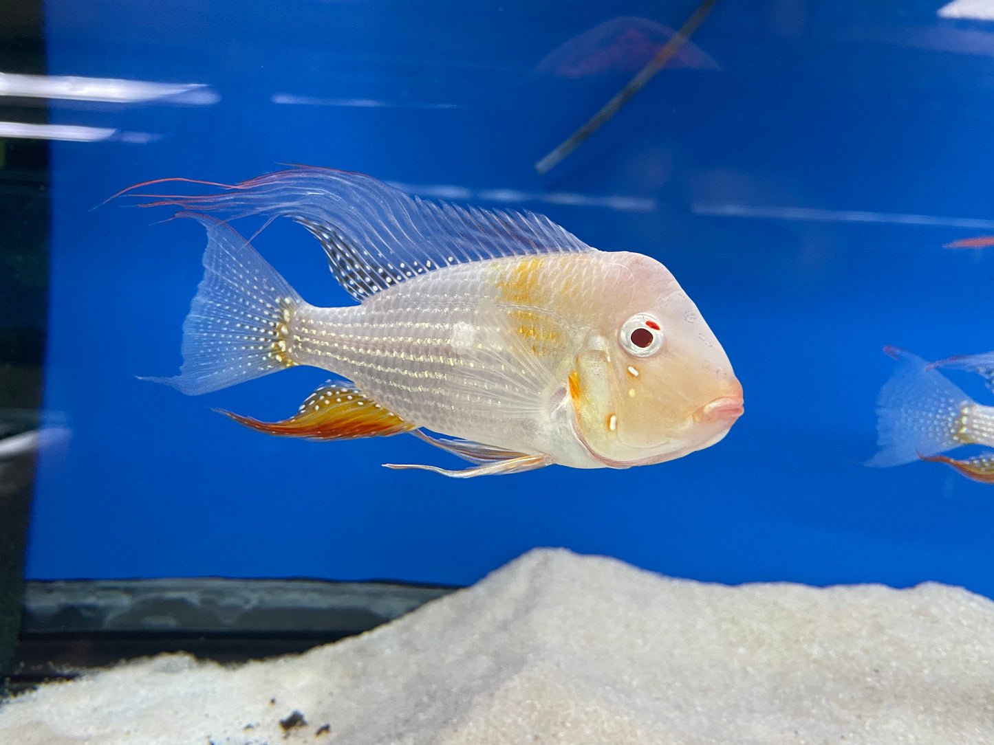 Albino Threadfin Acara