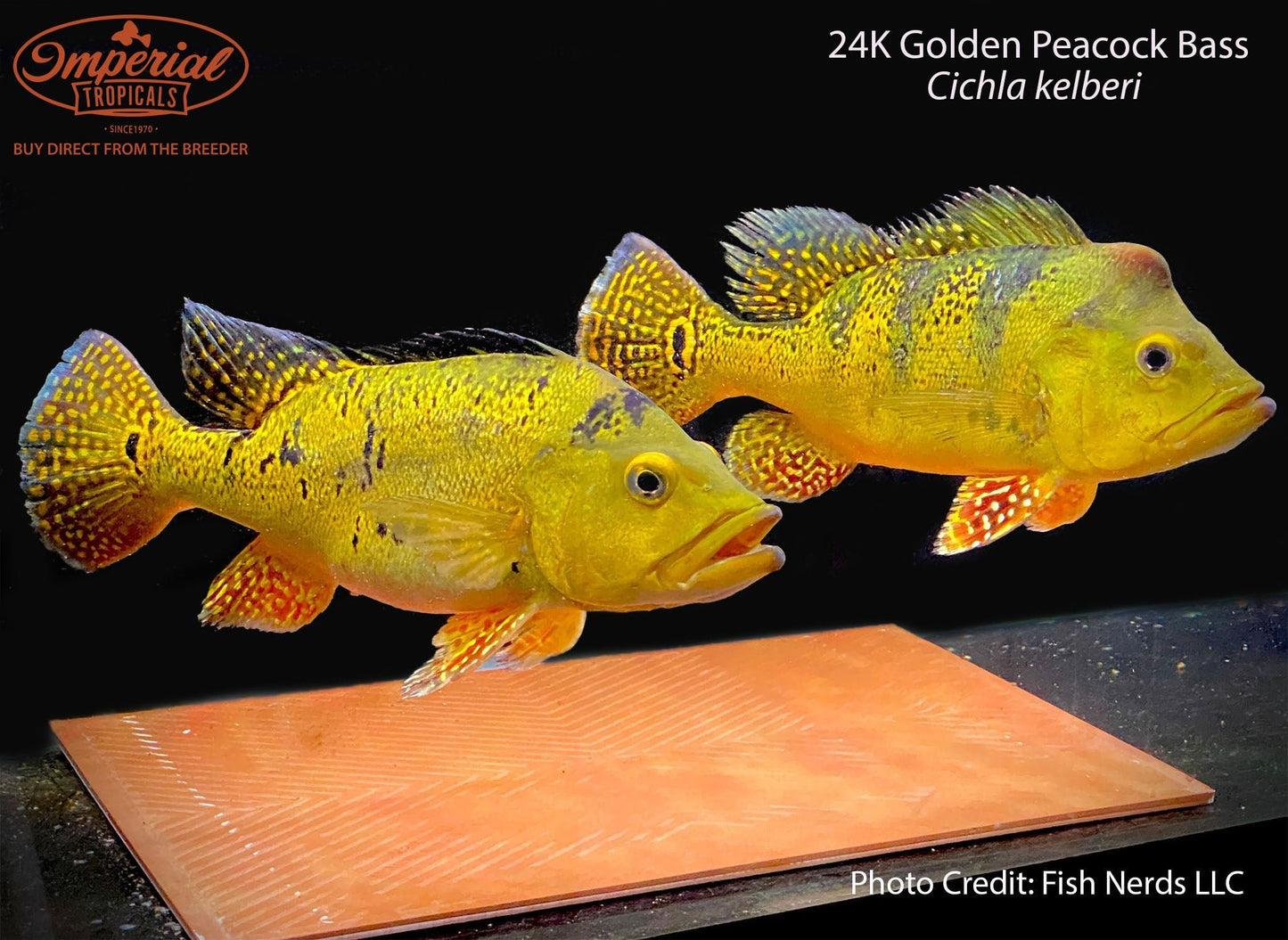 24k Golden Peacock Bass