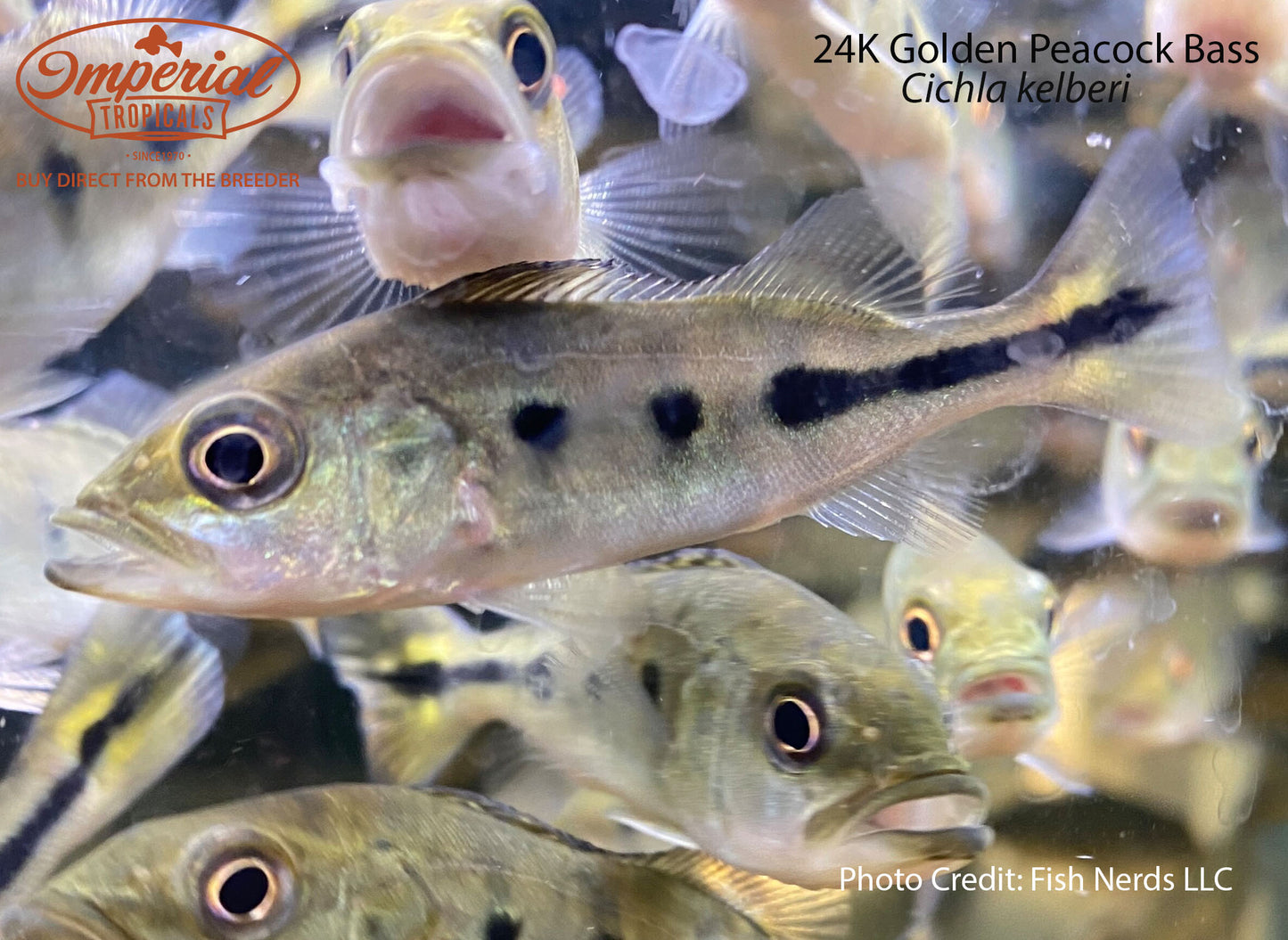 24k Golden Peacock Bass