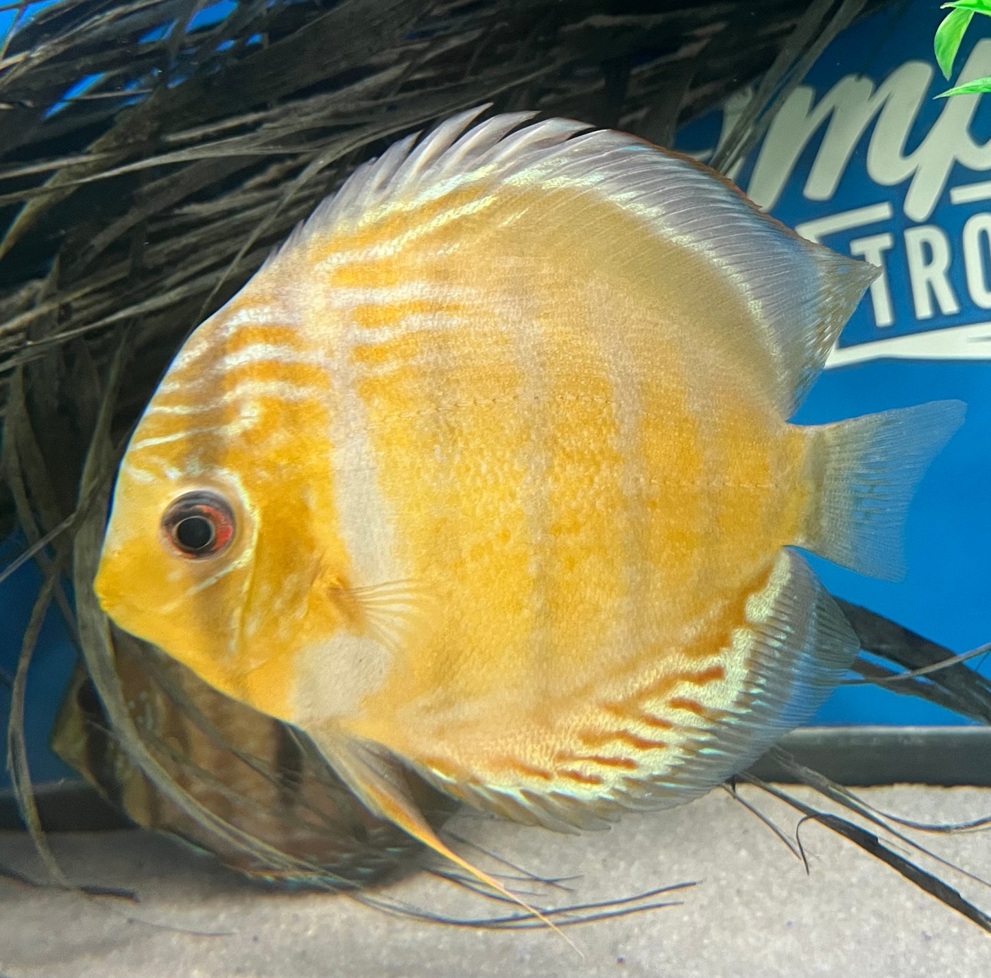 Tefe Green Discus