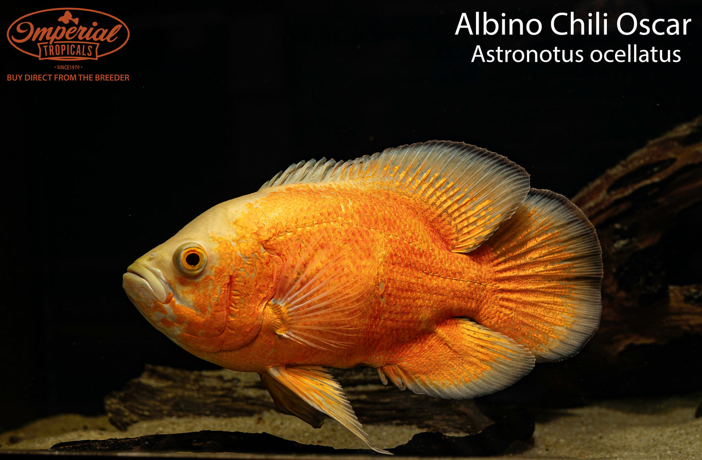 Albino Chili Red Oscar