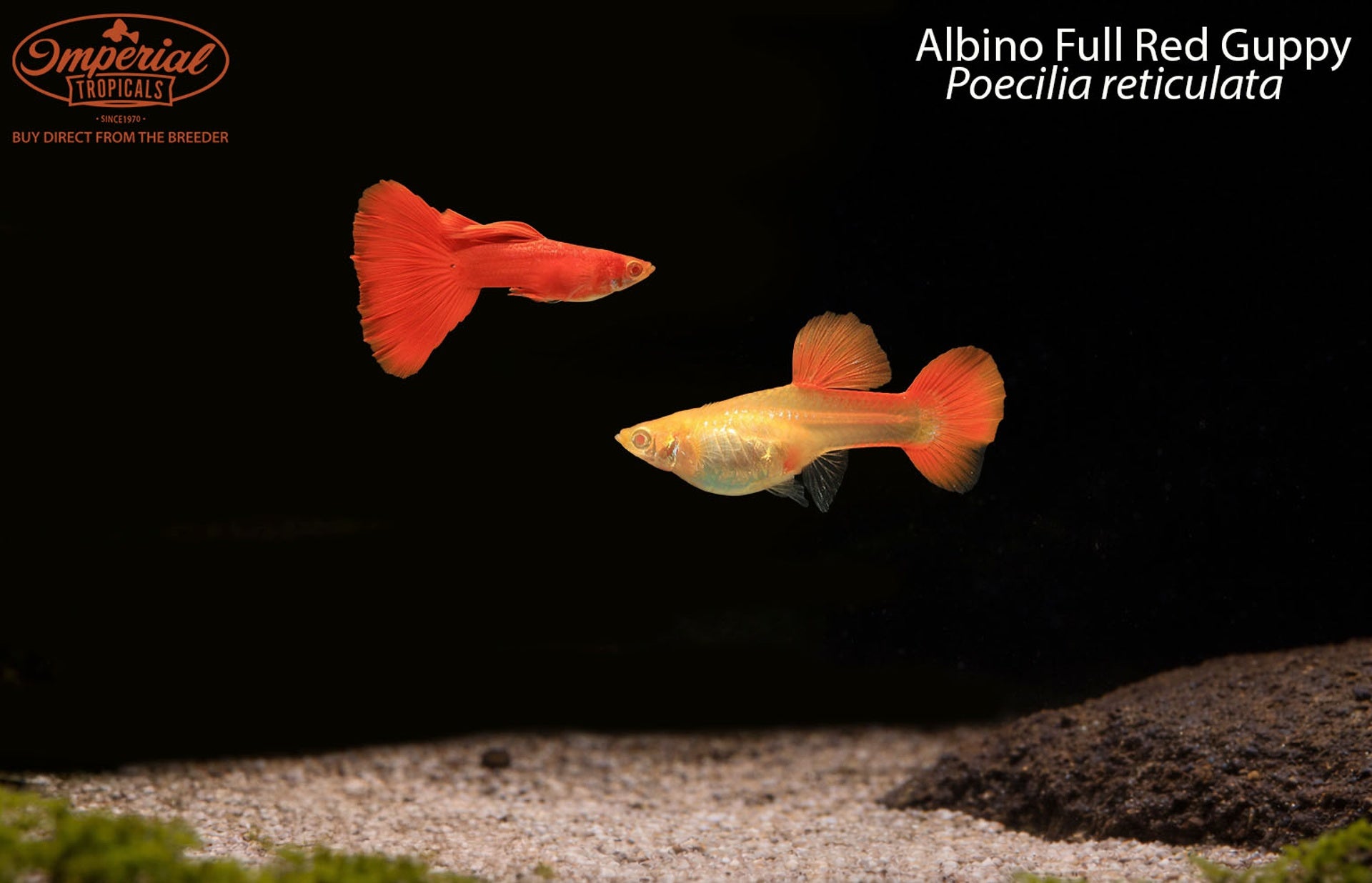 Albino Full Red Guppy "