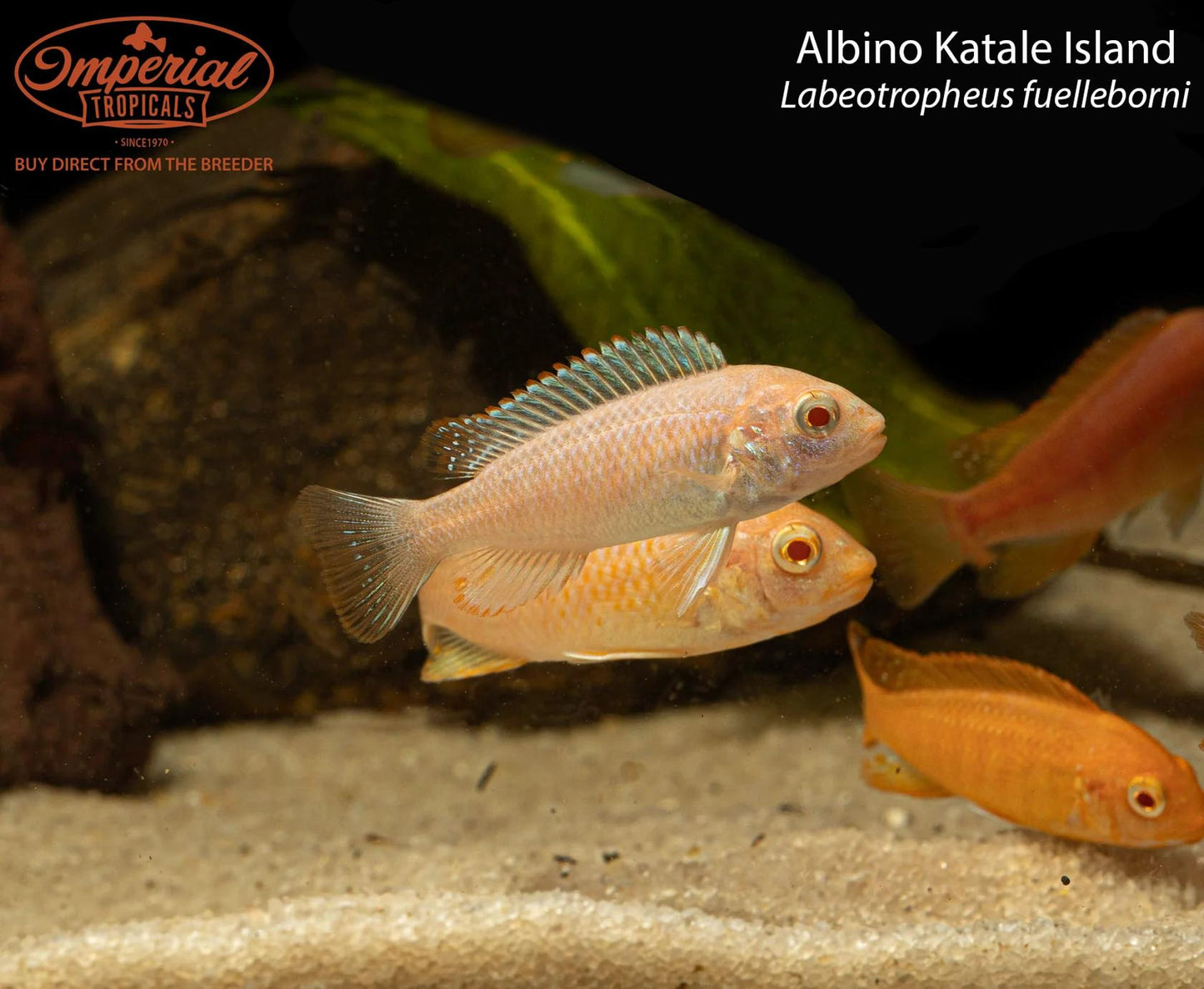 Albino Katale Island