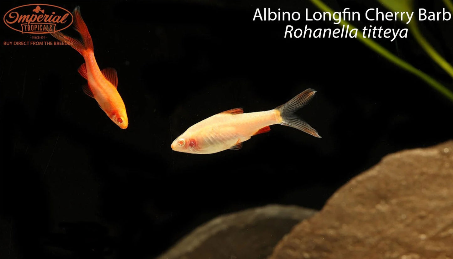 Albino Longfin Cherry Barb