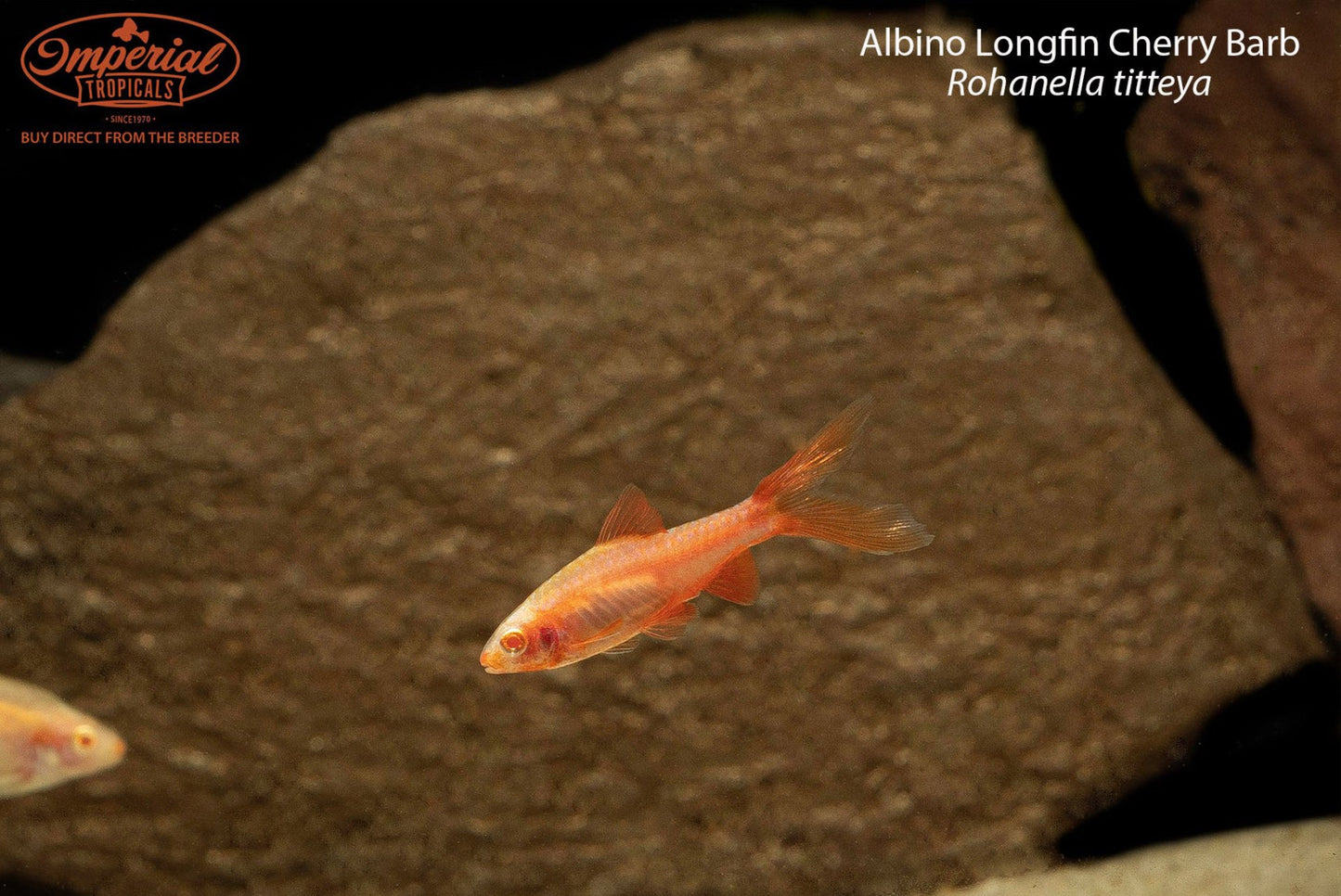 Albino Longfin Cherry Barb