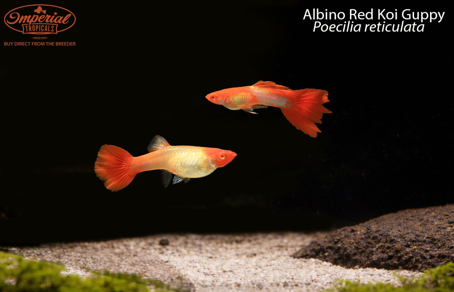 Albino Red Koi Guppy (Poecilia reticulata)