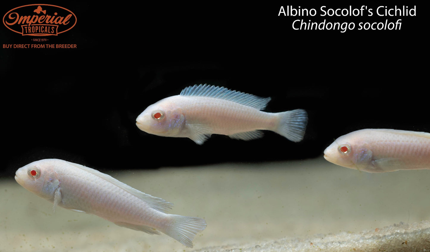 Albino Socolof's Cichlid