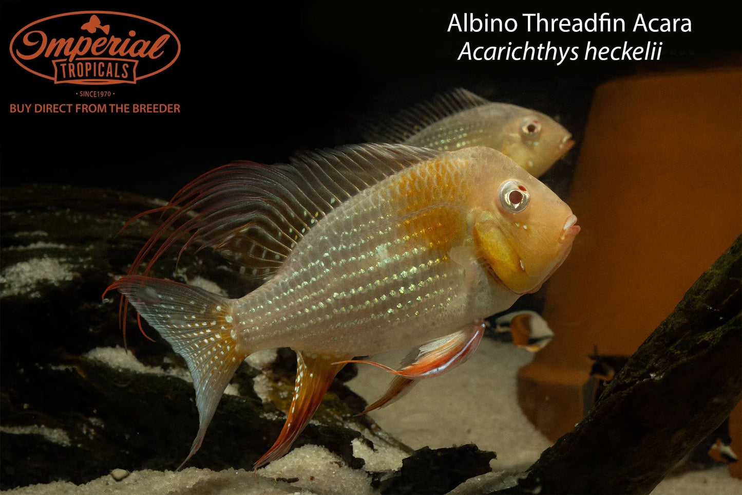 Albino Threadfin Acara
