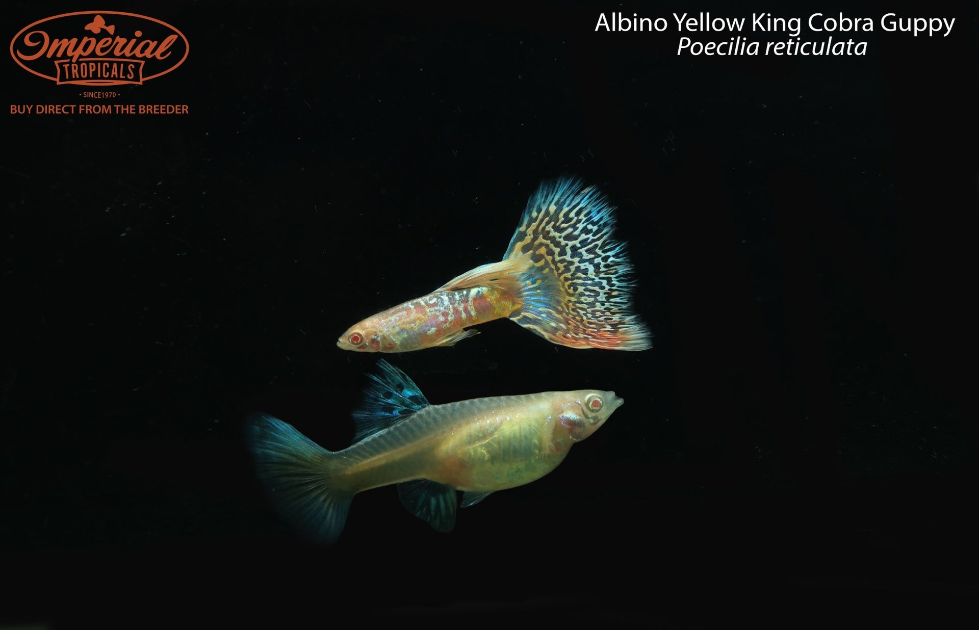 Albino Yellow King Cobra Guppy