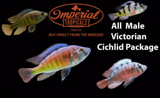 All Male Victorian Cichlid Package
