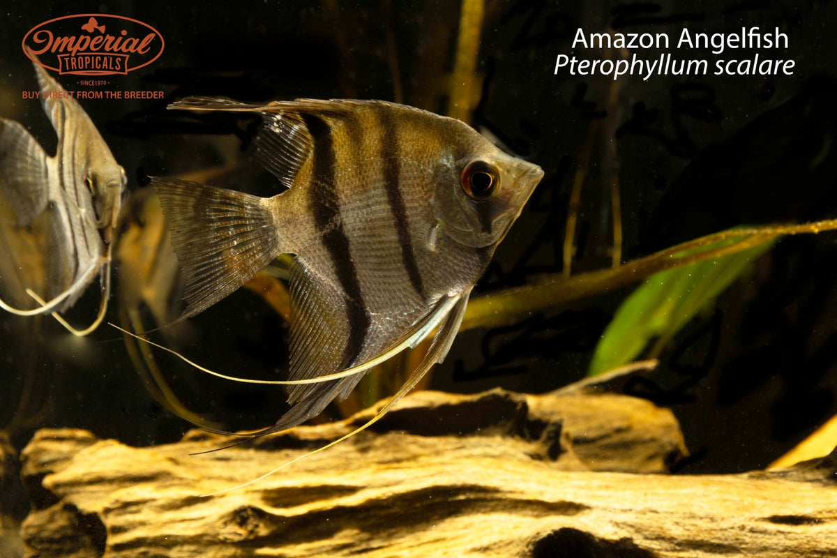 Amazon Angelfish (Pterophyllum scalare)