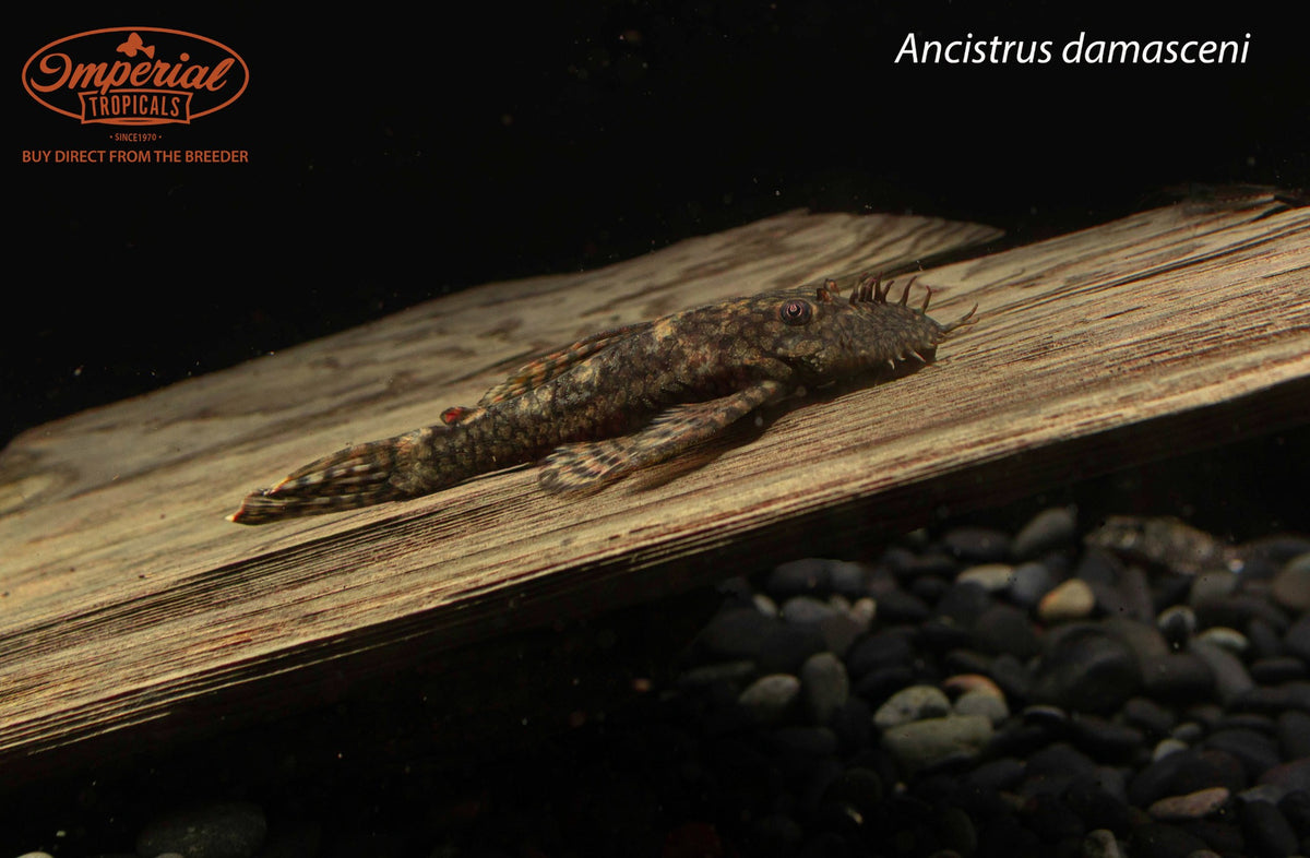 Ancistrus damasceni