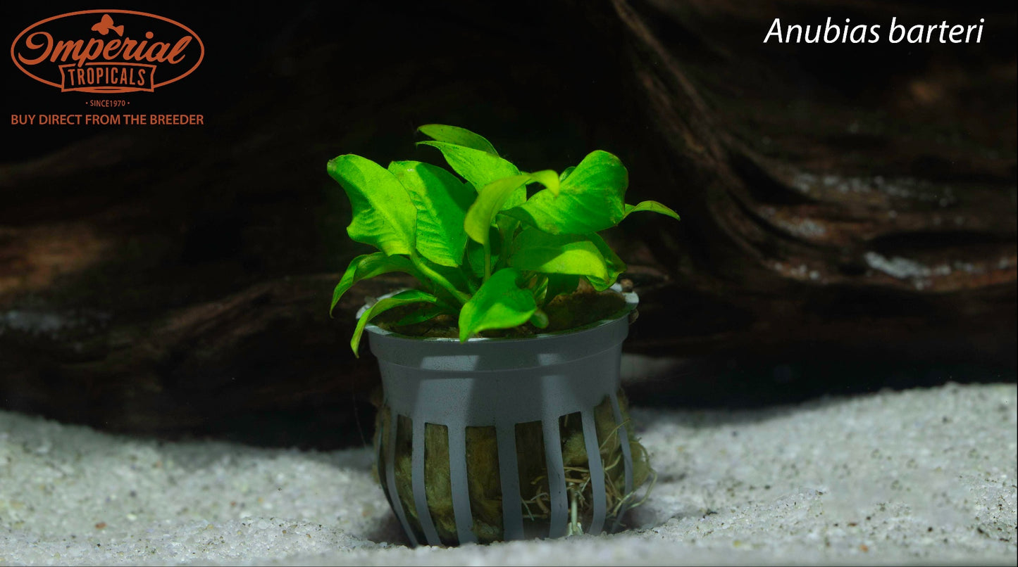 Anubias barteri