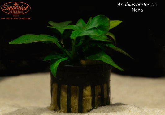 Anubias barteri sp. Nana