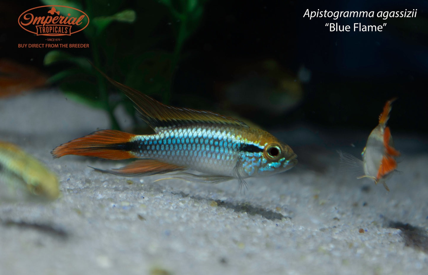 Apistogramma agassizii “Blue Flame”