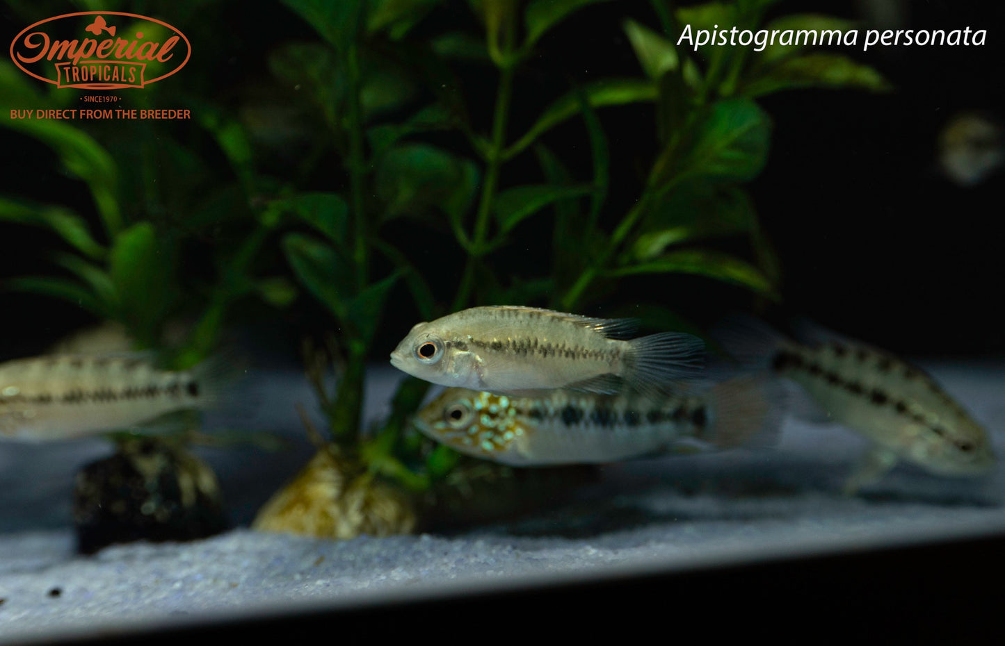 Apistogramma personata