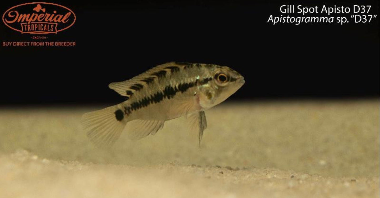 Gill Spot Apisto D37