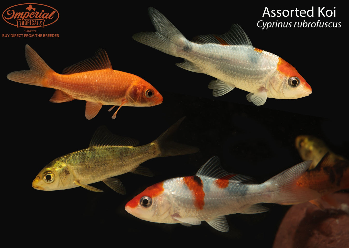 Assorted Koi (Cyprinus rubrofuscus)