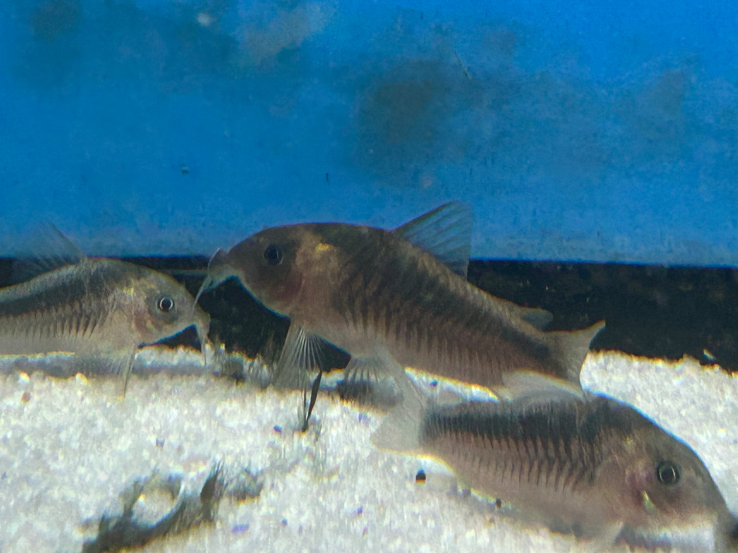 Rabaut's Osteogaster