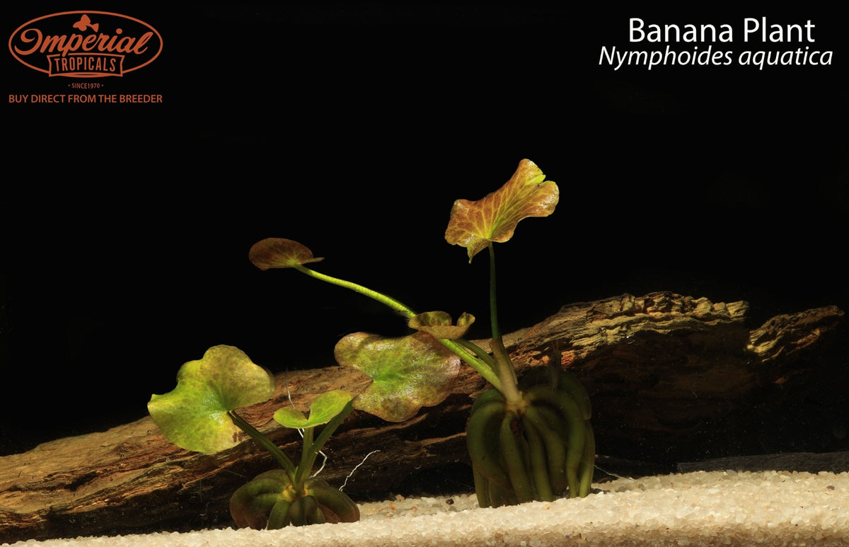 Banana Plant (Nymphoides aquatica)