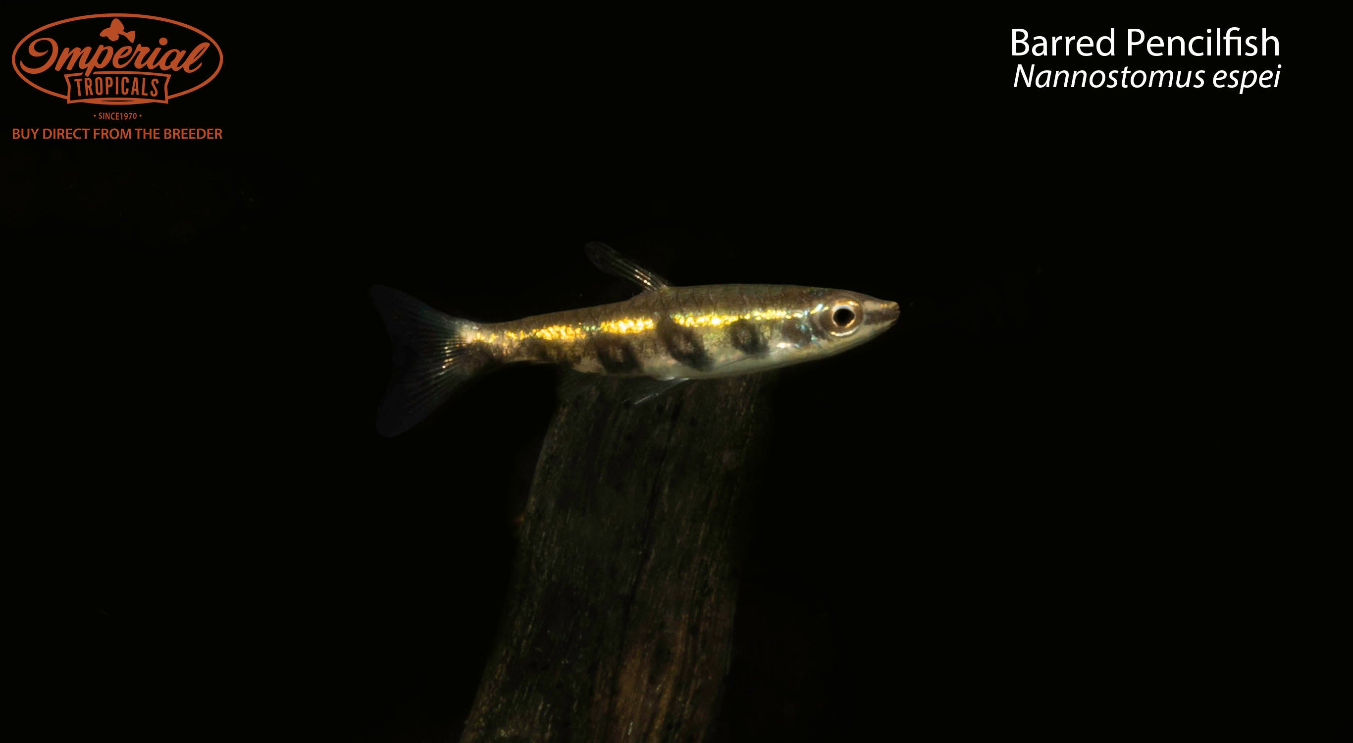 Barred Pencilfish