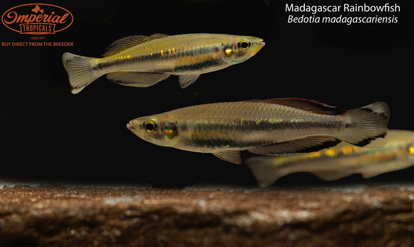 Madagascar Rainbowfish