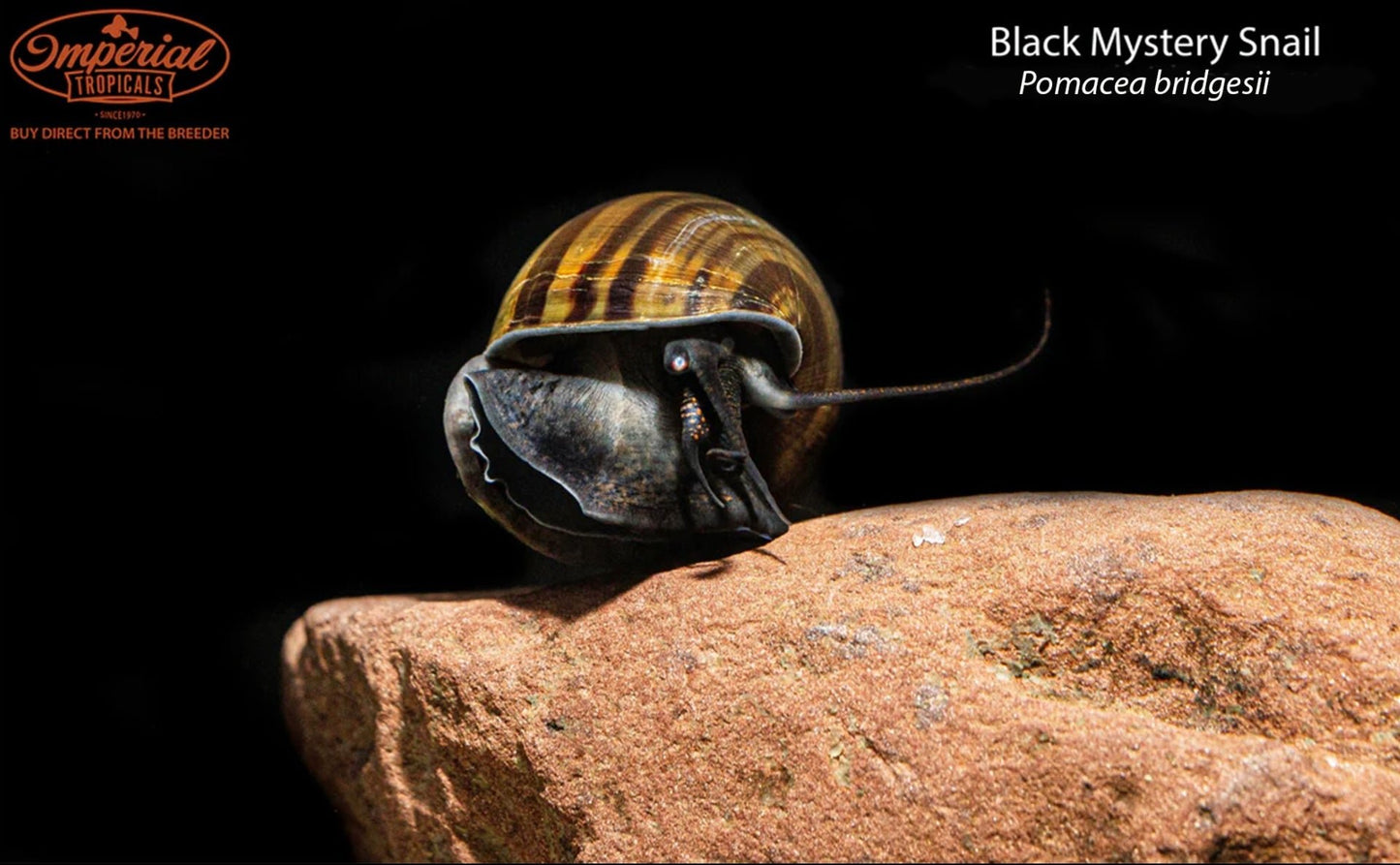 Black Mystery Snail