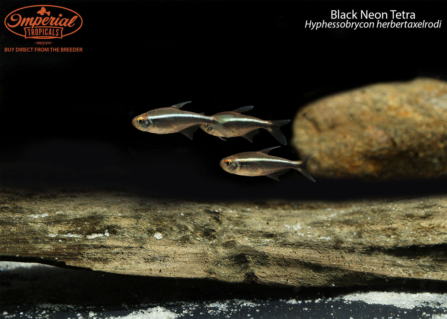 Black Neon Tetra