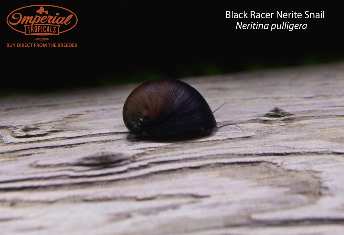 Black Racer Nerite Snail (Neritina pulligera)