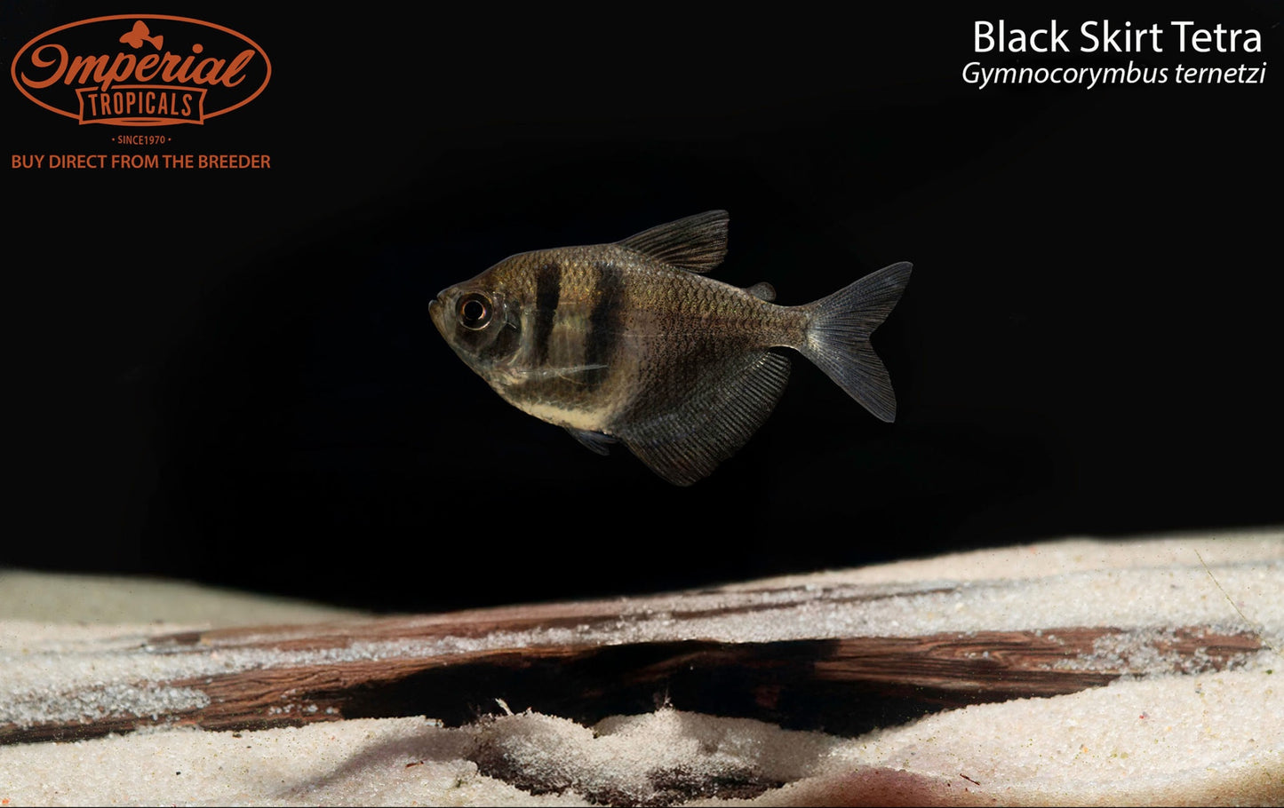 Black Skirt Tetra