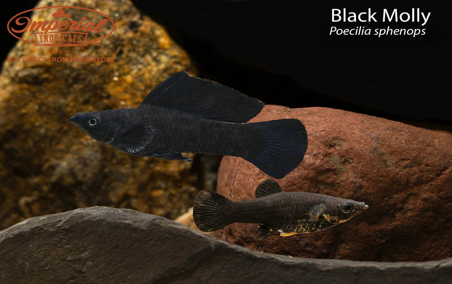 BOGO Black Molly