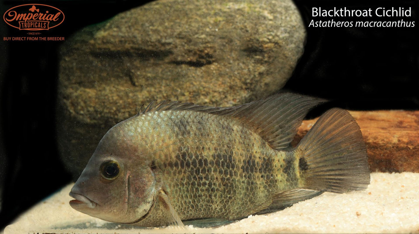 Blackthroat Cichlid (Astatheros macracanthus)