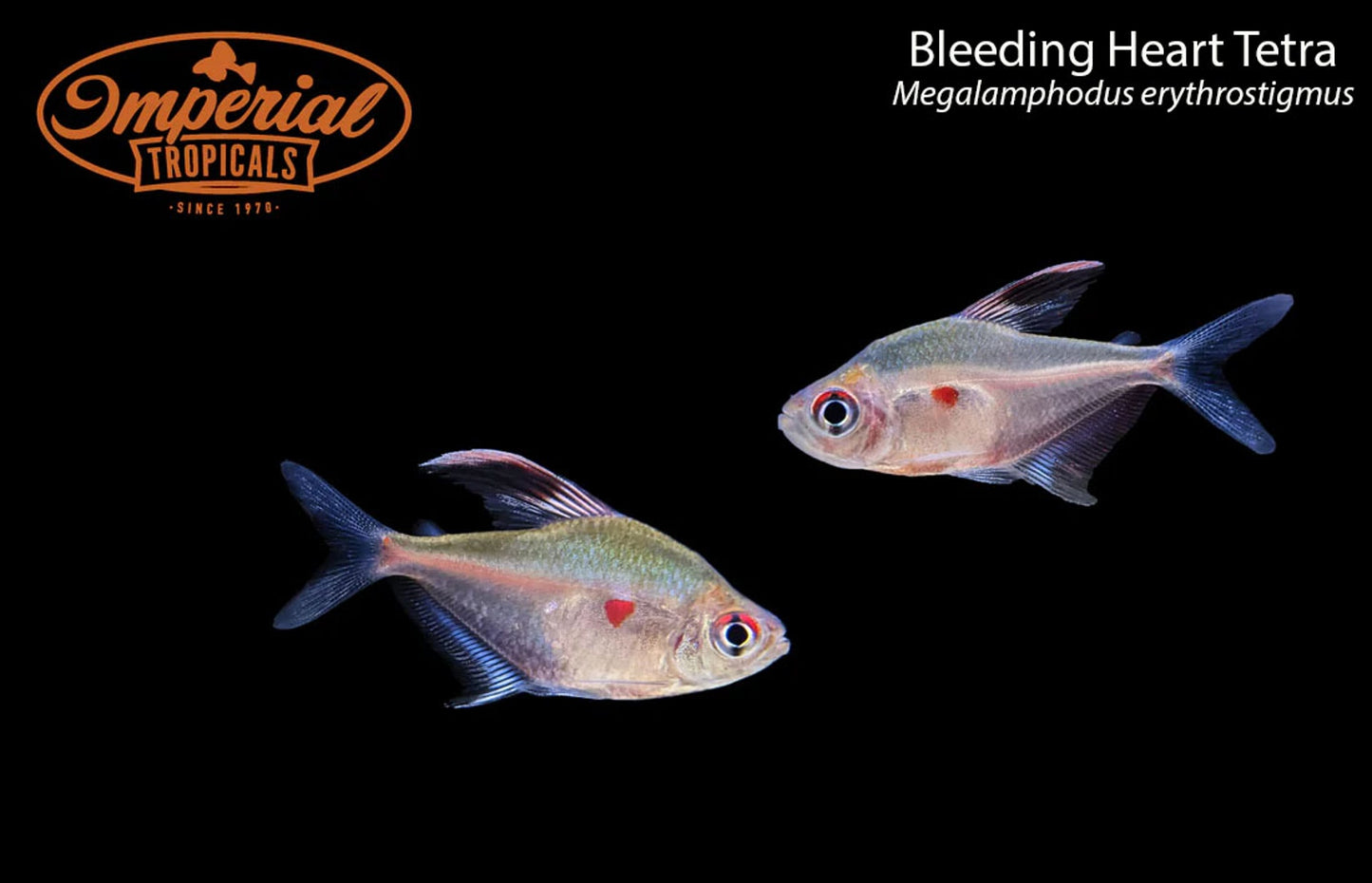 Bleeding Heart Tetra