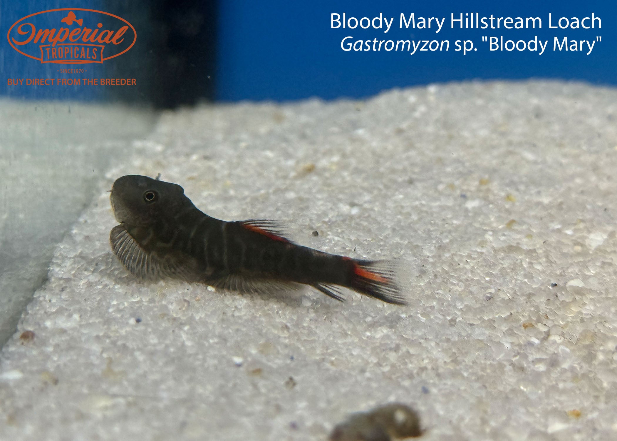 Bloody Mary Hillstream Loach " Unsexed