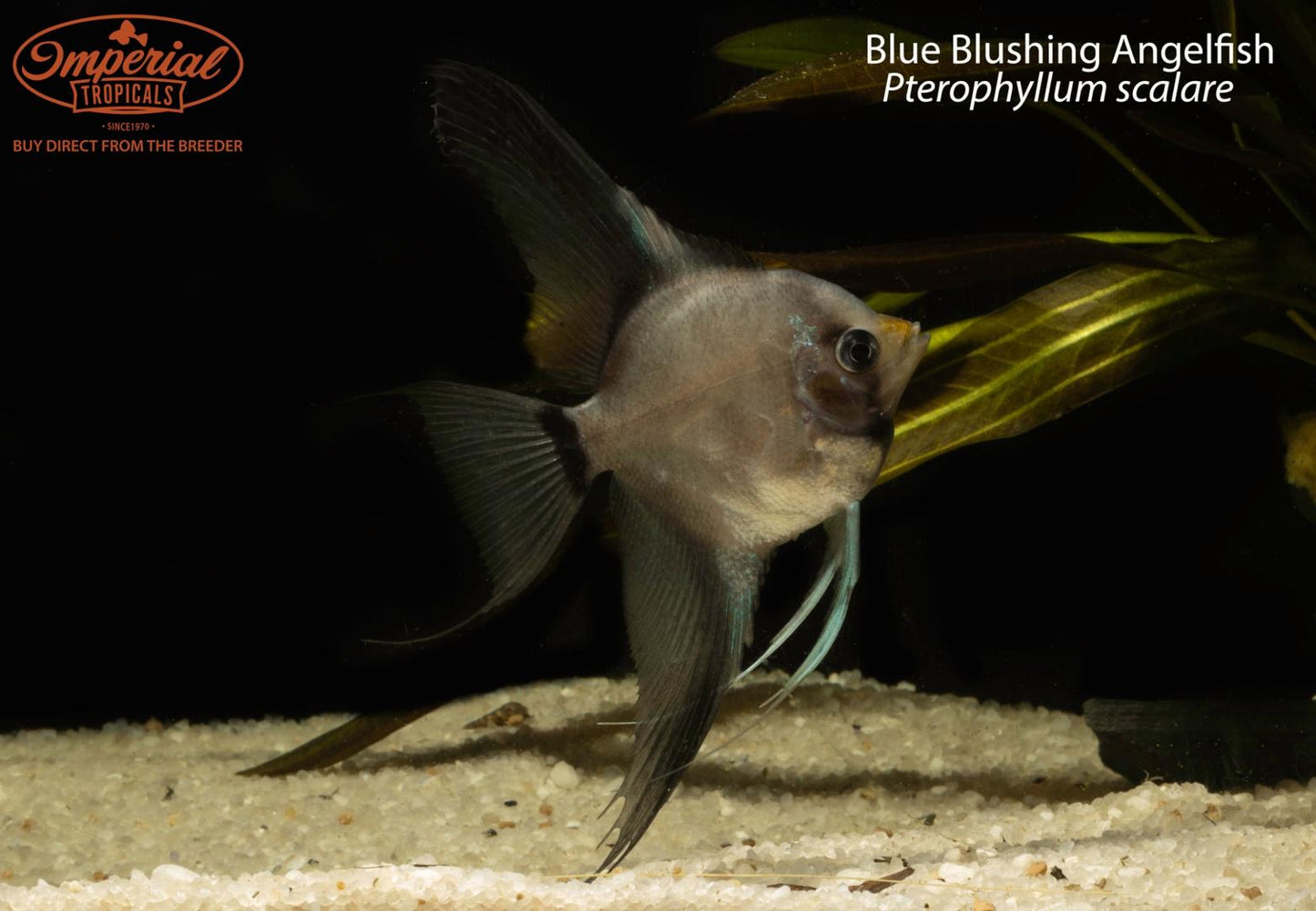 Blue Blushing Angelfish