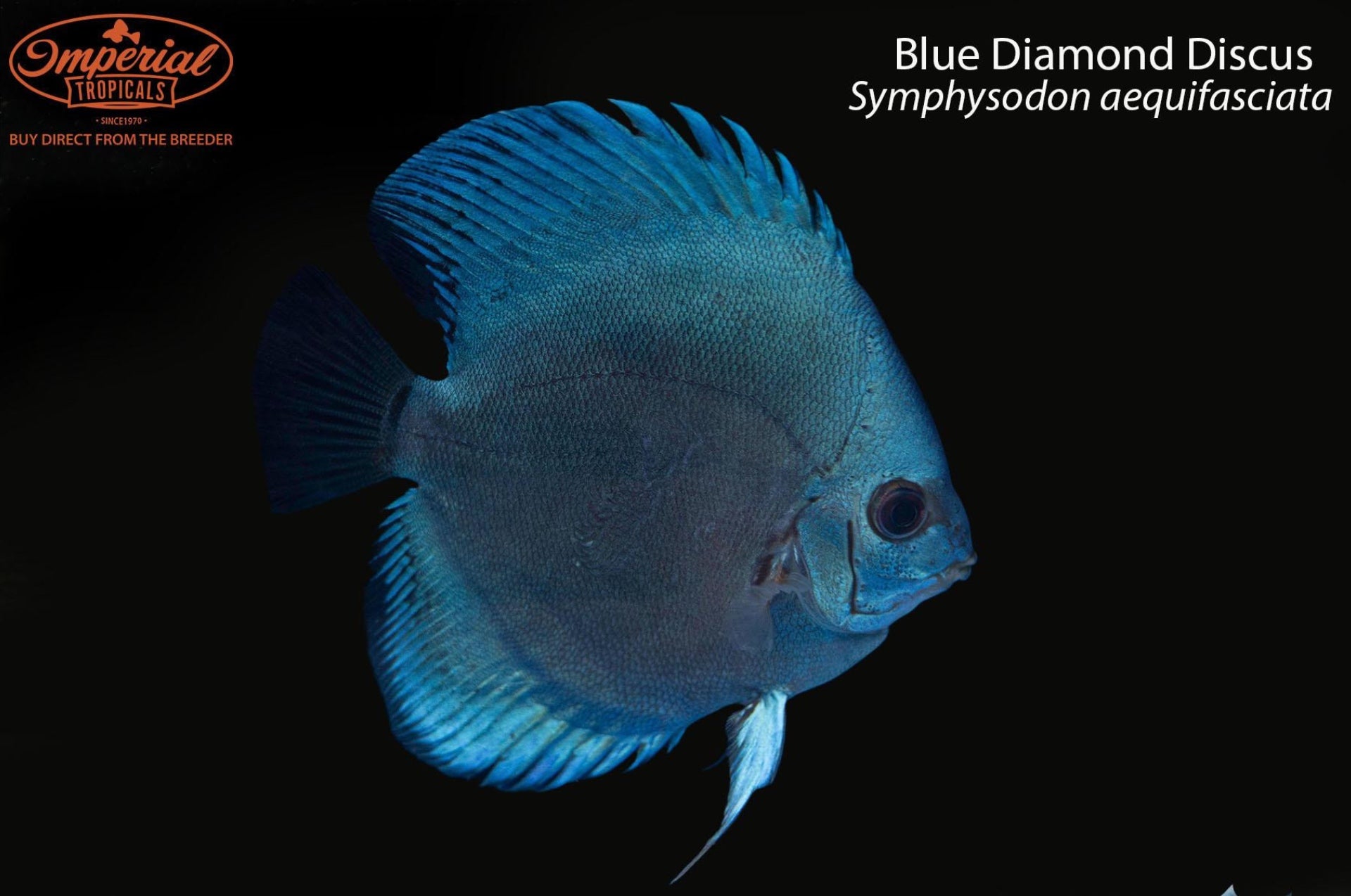 Blue Diamond Discus - 2-3” Unsexed