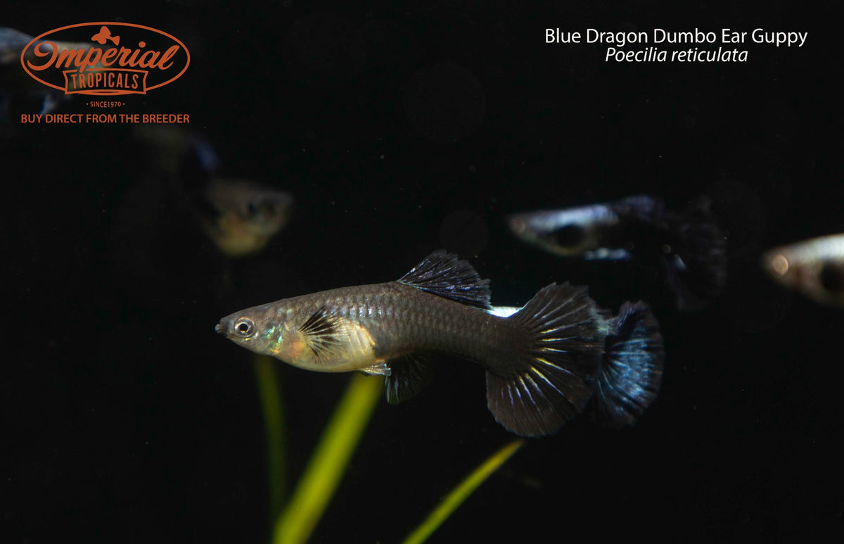 Blue Dragon Dumbo Ear Guppy (Poecilia reticulata)