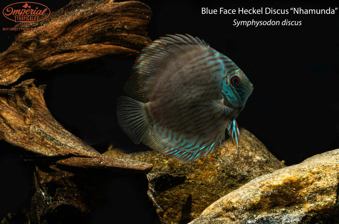 Blue Face Heckel Discus "Nhamunda" (Symphysodon discus)