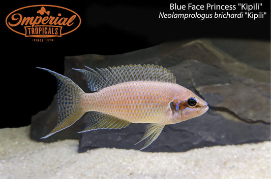 Blue Face Princess "Kipili"