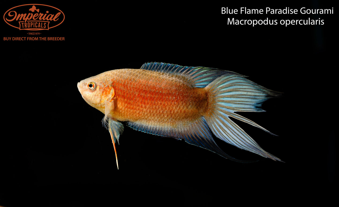 Blue Flame Paradise Gourami