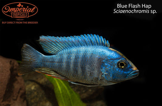Blue Flash Hap