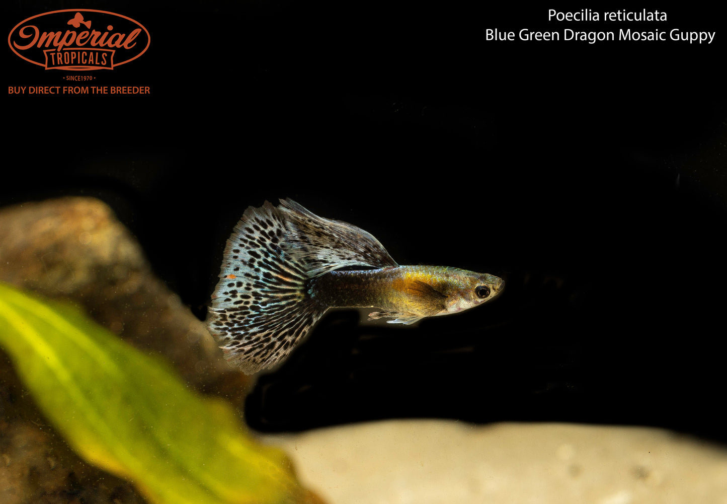 Blue Green Dragon Mosaic Guppy