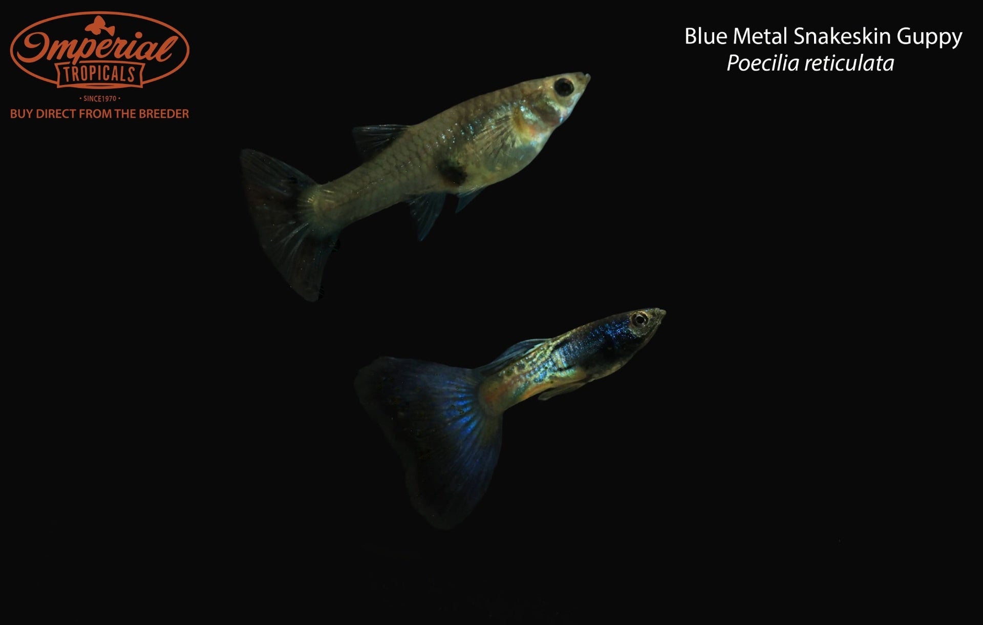 Blue Metal Snakeskin Guppy