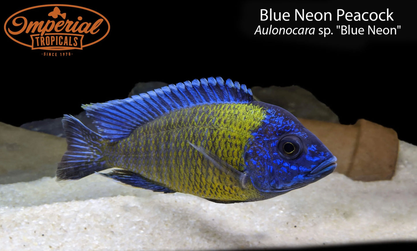 Blue Neon Peacock