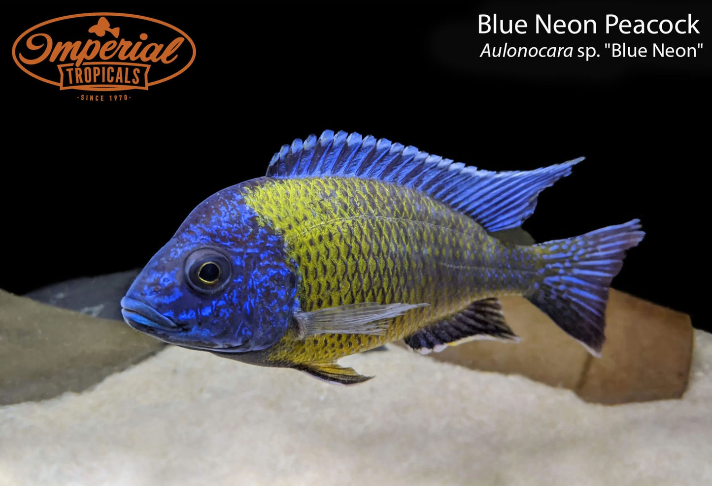 Blue Neon Peacock